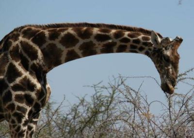 Bend it, DonХt break it: Introducing new flexibilities into the EU Effort Sharing Decision