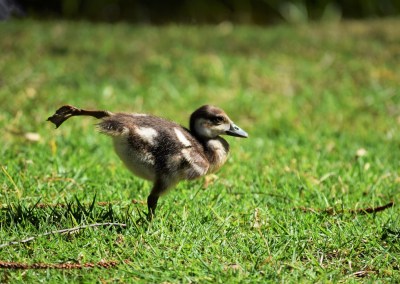 ETS to ESR: Too much flexibility